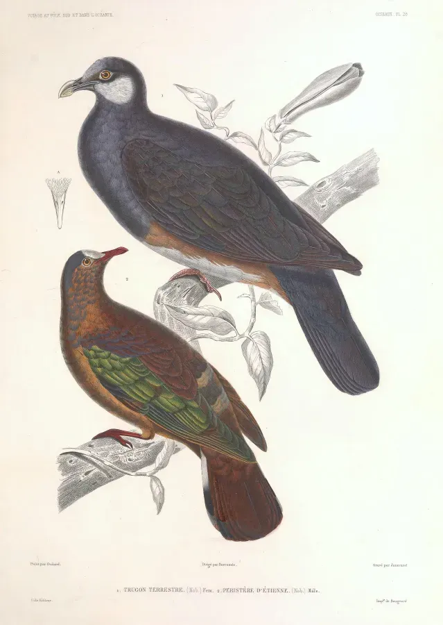 File:CHALCOPHAPS STEPHANI OUDERT.jpg
