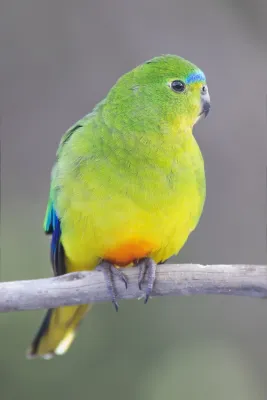 File:Neophema chrysogaster female - Melaleuca.jpg