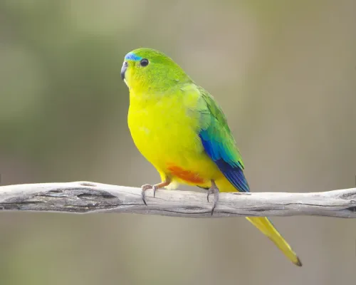 File:Neophema chrysogaster male - Melaleuca.jpg