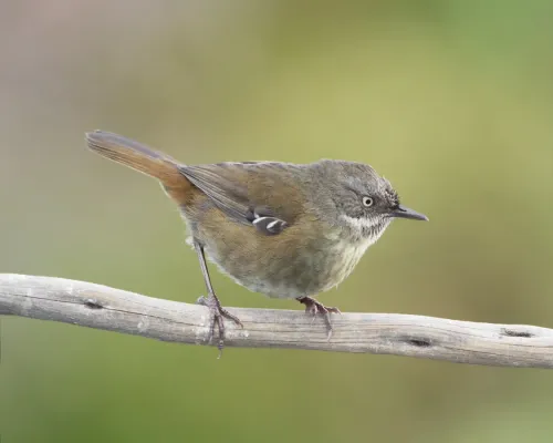 File:Sericornis humilis - Melaleuca.jpg