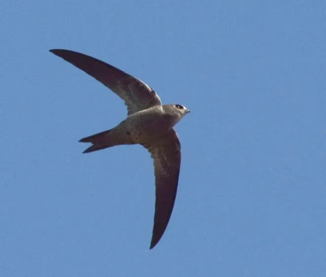 File:Apus bradfieldi -Pofadder, Northern Cape, South Africa -flying-8.jpg