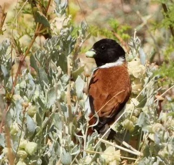 File:Serinus alario -near Rooifontein, Northern Cape, South Africa -male-8.jpg