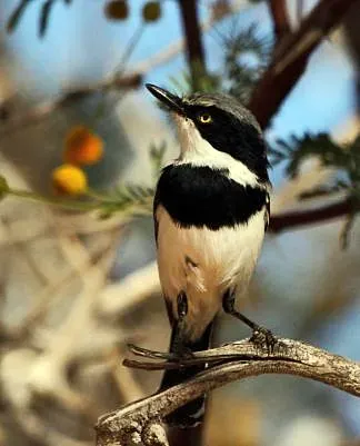 File:Batis pririt -Northern Cape, South Africa -male-8.jpg