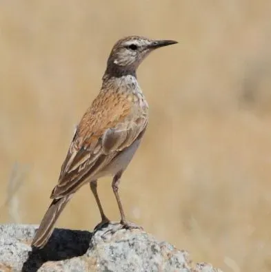 File:Certhilauda subcoronata -Northern Cape, South Africa-8.jpg