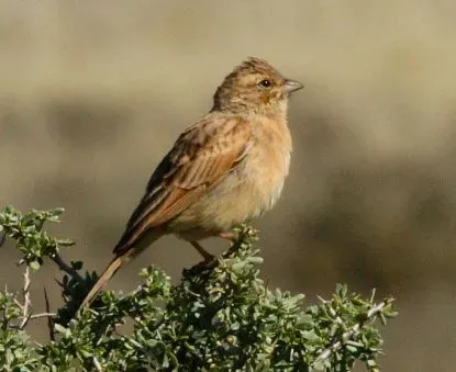 File:Emberiza impetuani -Northern Cape, South Africa-8.jpg
