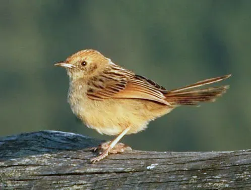 File:Cisticola lais -Cedara, KwaZulu-Natal, South Africa-8.jpg