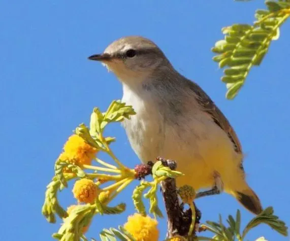 File:Eremomela icteropygialis -Klein Pella, Northern Cape, South Africa-8.jpg