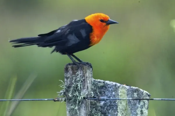 File:Amblyramphus holosericeus1.jpg