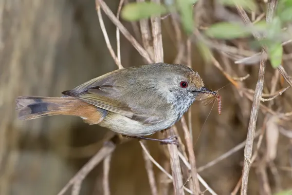 File:Acanthiza pusilla - Austin's Ferry.jpg