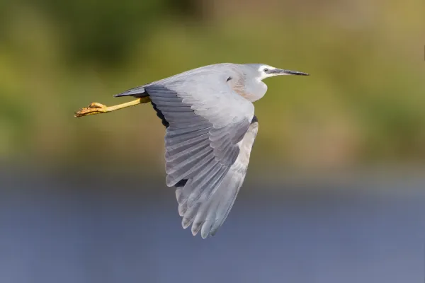 File:Egretta novaehollandiae in flight - Gould's Lagoon.jpg
