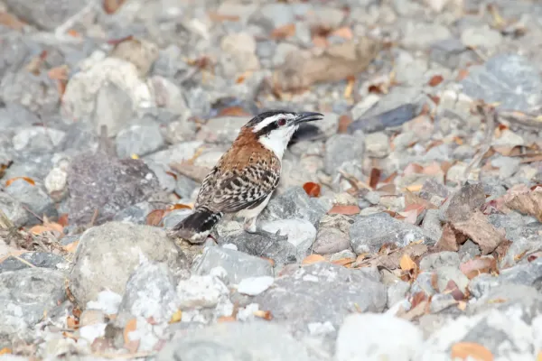 File:Rufous-naped Wren (Campylorhynchus rufinucha).jpg