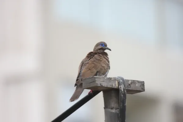 File:Western Peruvian Dove (Zenaida meloda).jpg