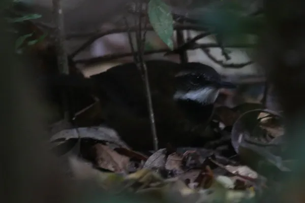 File:Oreoscopus gutturalis.jpg