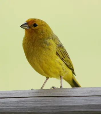 File:Sicalis flaveola Esteros del Iberá.jpg