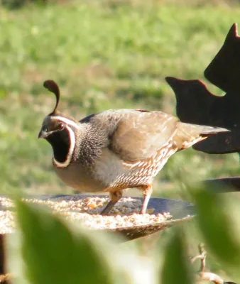 File:Callipepla californica in Kenwood - Sarah Stierch.jpg