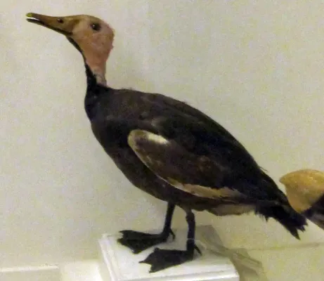 File:Rhodonessa caryophyllacea.jpg