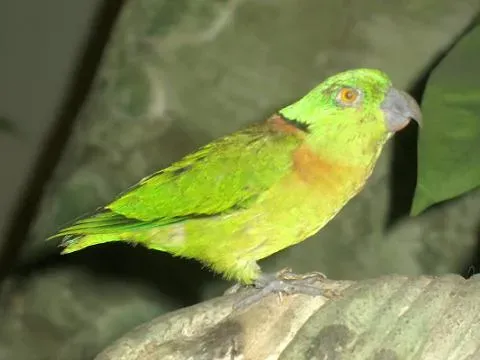 File:Stavenn Agapornis swindernianus 00.jpg