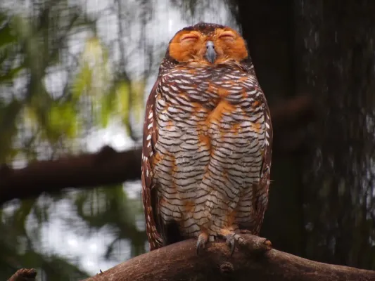 File:Strix seloputo (National Zoo Malaysia).jpg