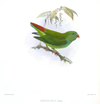 File:LoriculusExilisKeulemans.jpg