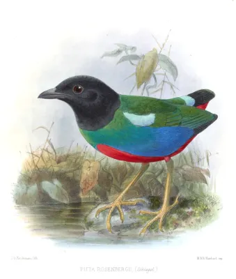 File:PittaRosenbergiiKeulemans.jpg