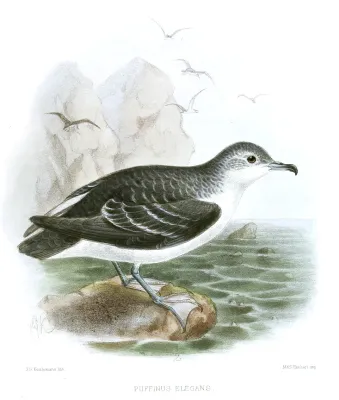 File:PuffinusElegansKeulemans.jpg