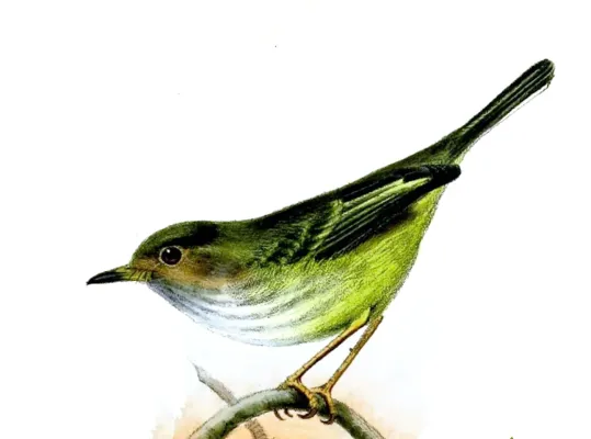 File:Atalotriccus pilaris pilaris Wolf.jpg