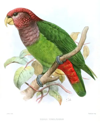 File:PionusTumultuosusSmit.jpg