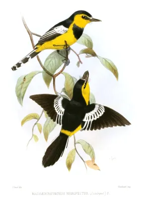 File:MachaerirhynchusNigripectusSmit.jpg