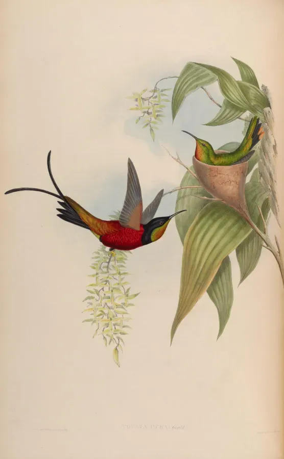 File:Topaza Pyra.jpg