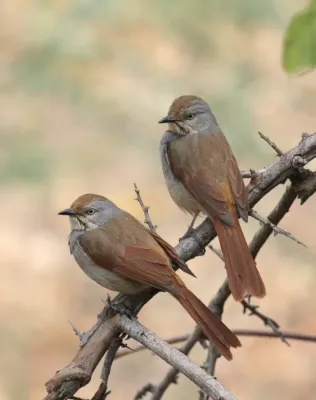 File:Cichladusa arquata -near Jongomero, Ruaha National Park, Tanzania -two-8.jpg