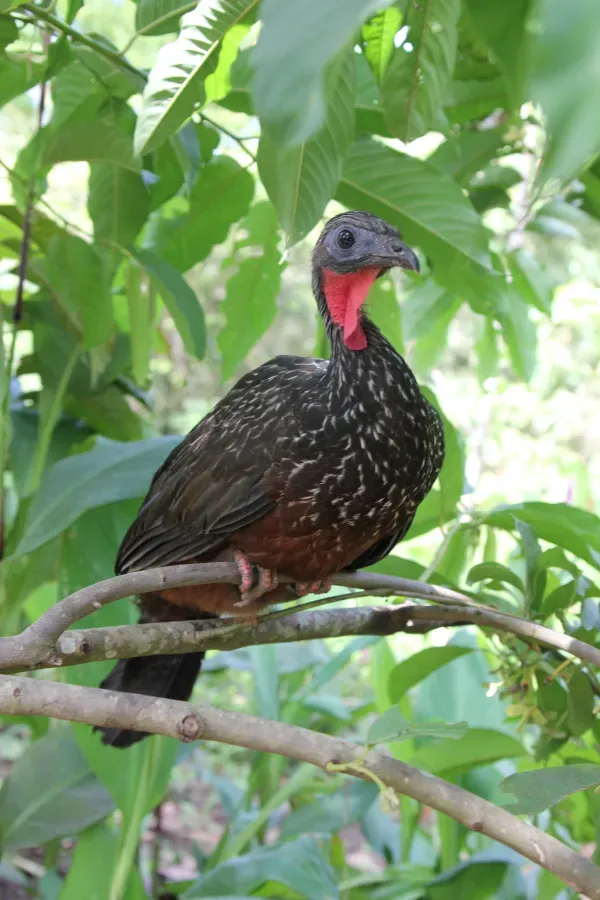 File:Penelope jacquacu -Manu National Park, Peru-8.jpg