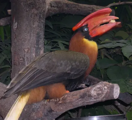 File:Buceros hydrocorax eating.jpg