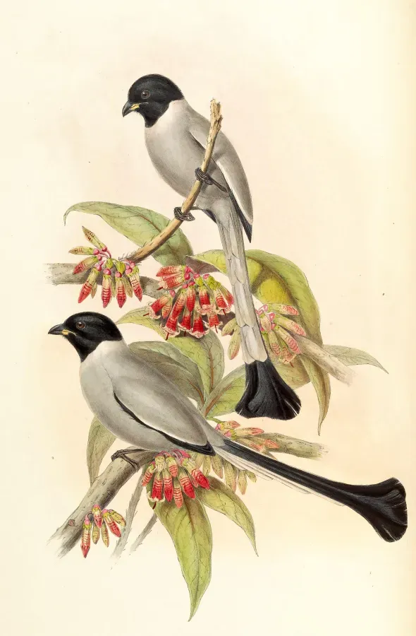 File:Crypsirina cucullata Gould.jpg