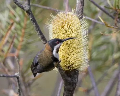 File:Eastern Spinebill (Acanthorhynchus tenuirostris) 1.jpg