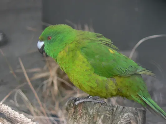 File:Cyanoramphus unicolor, Pengo.jpg