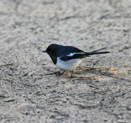File:Copsychus albospecularis.jpg