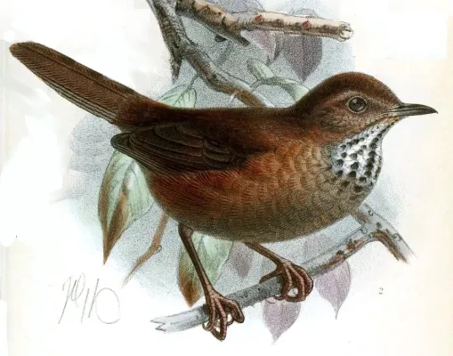 File:Locustella accentor Keulemans.jpg
