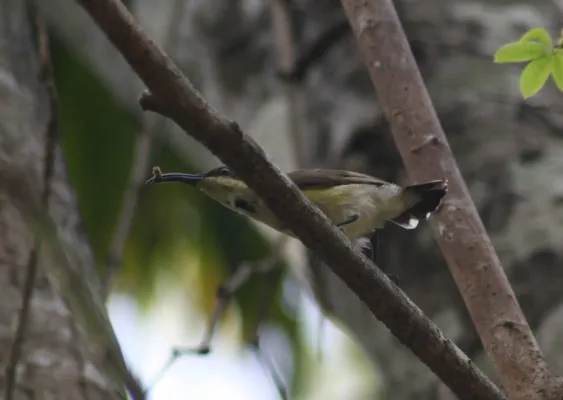 File:Little Spiderhunter (Arachnothera longirostra)IMG 4922 (5).JPG