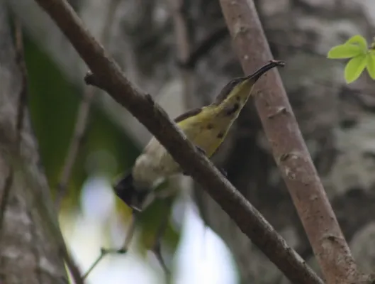 File:Little Spiderhunter (Arachnothera longirostra) IMG 4922 (4).JPG