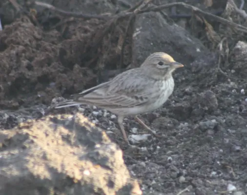 File:Ashy-crowned Sparrow-Lark (Eremopterix griseus) Female Gujarat Nov 2010 (1).JPG