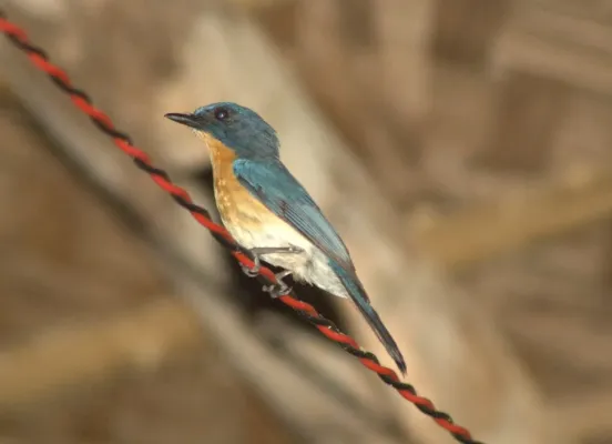 File:Tickell's Blue Flycatcher (Cyornis tickelliae). Goa.jpg