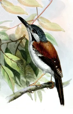File:Sipodotus wallacii wallacii Wolf.jpg