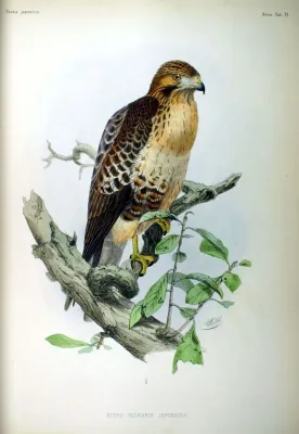 File:Buteo vulgaris japonicus Fauna Japonica.jpg