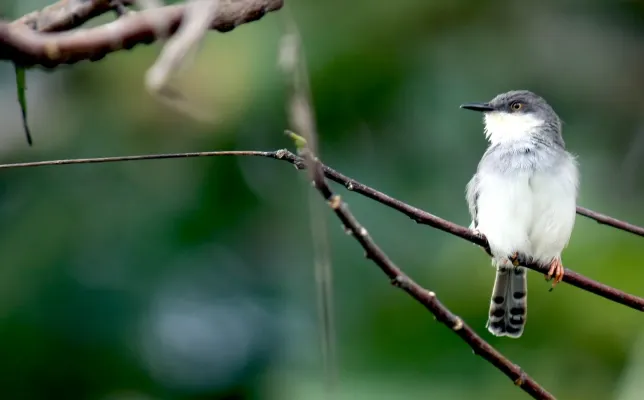File:Ashy Prinia (Prinia socialis), Batticaloa, Sri Lanka 1.jpg