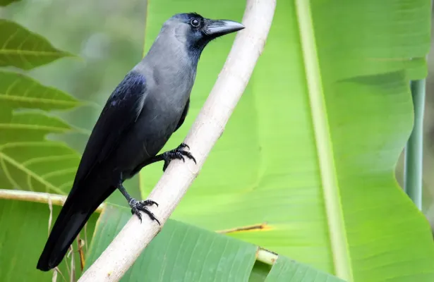 File:House Crow (Corvus splendens)1.JPG