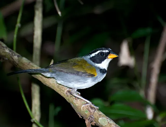 File:Arremon semitorquatus -Piraju, Sao Paulo, Brazil-8.jpg