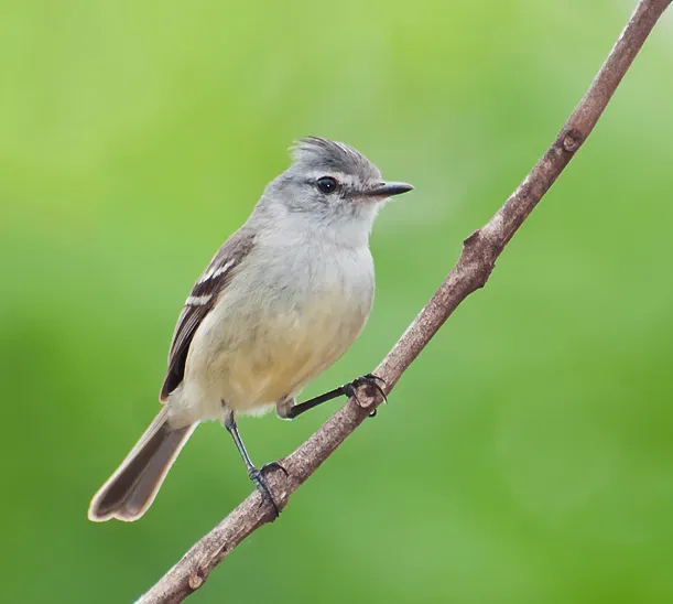 File:Serpophaga subcristata -Piraju, Sao Paulo, Brazil-8.jpg