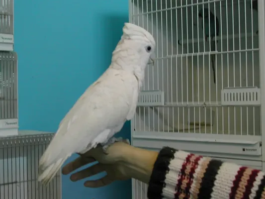 File:Cacatua pastinator 2.jpg