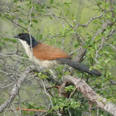 File:Centropus burchellii Limpopo South Africa.jpg