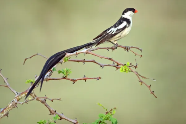 File:Vidua macroura -Londolozi Private Game Reserve, Limpopo, South Africa -male-8.jpg